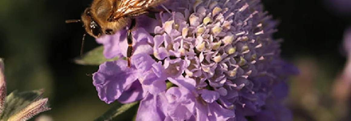 Biene auf lilafarbener Blume